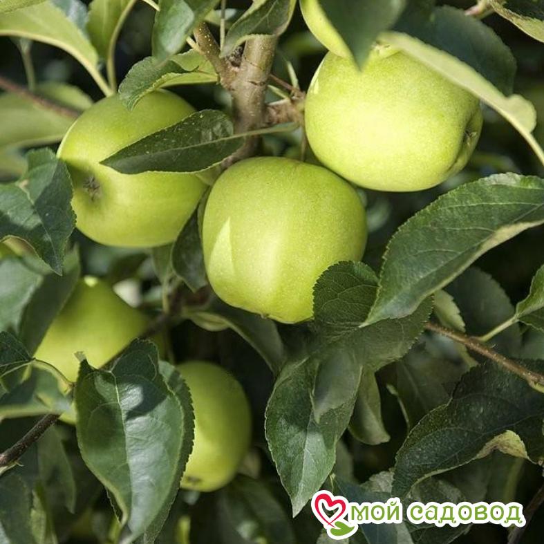 Ренет Симиренко