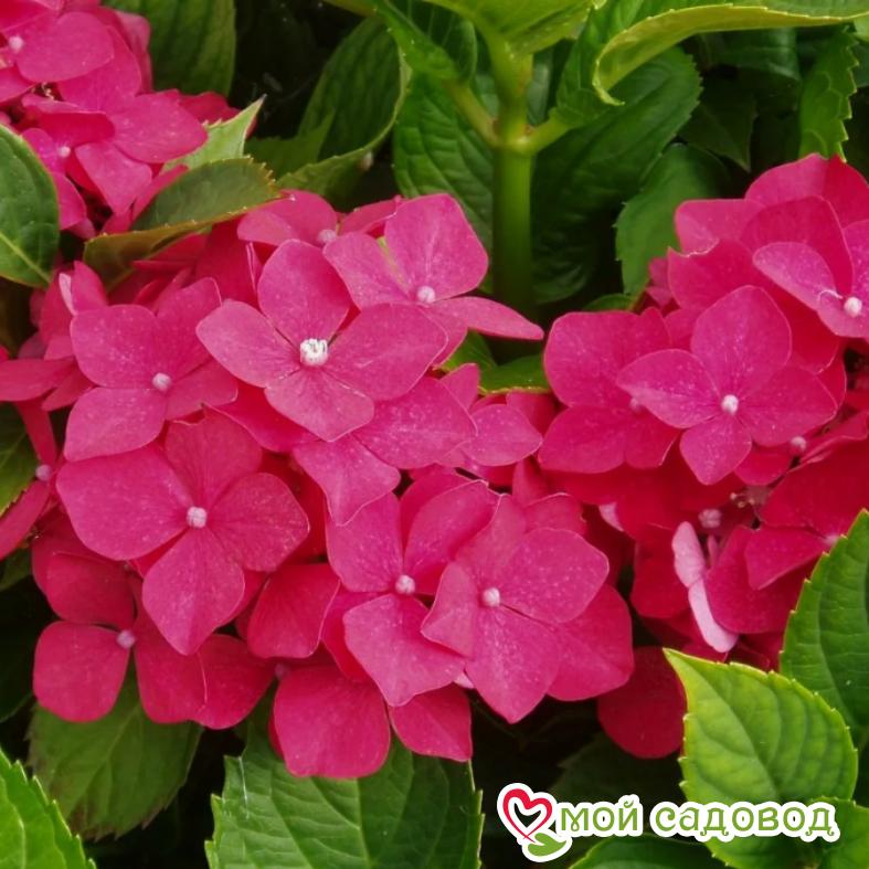 Гортензия крупнолистная Мини Хорнли ЗКС