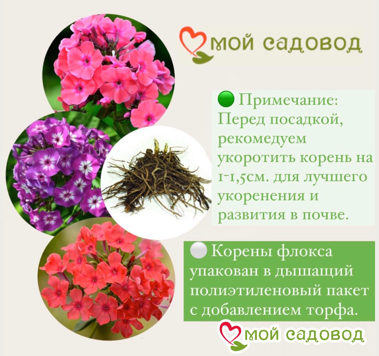 Флокс Звездное Кружево